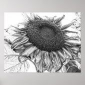Giant Sunflower Black and White Art Poster (Voorkant)