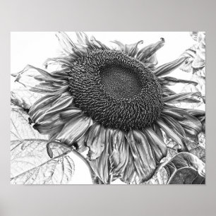 Giant Sunflower  Black and White Art Poster