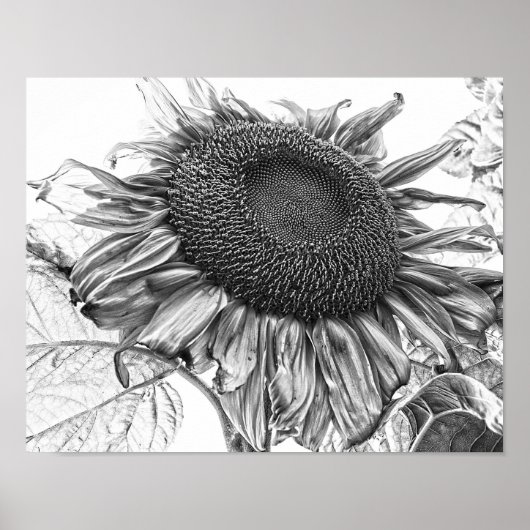 Giant Sunflower  Black and White Art Poster (Voorkant)