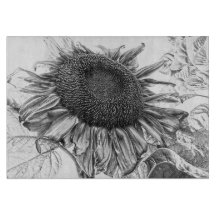 Giant Sunflower  Black and White Art
