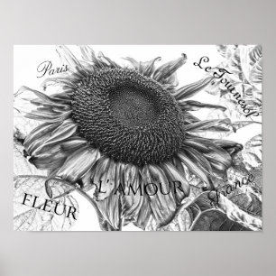 Giant Sunflower Black and White Script Poster