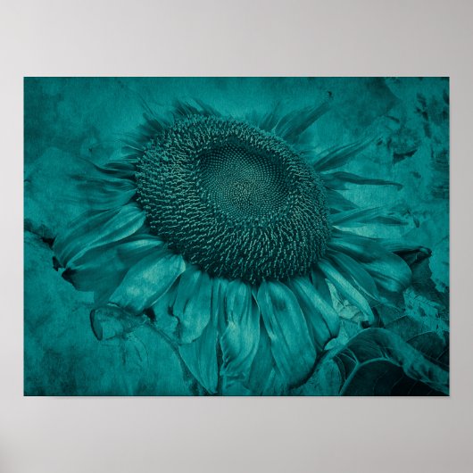 Giant Sunflower Blauwgroen Blue Antiek Poster (Voorkant)