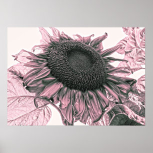 Giant Sunflower  Blush Pink Art Poster