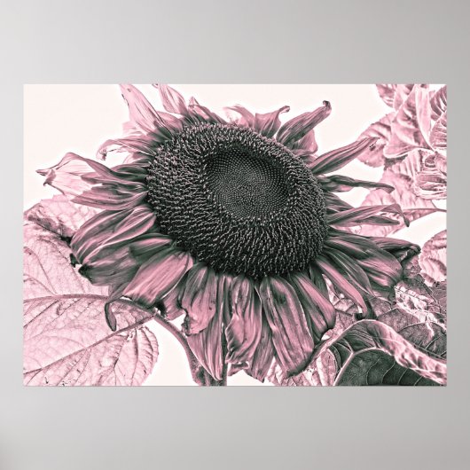 Giant Sunflower  Blush Pink Art Poster (Voorkant)