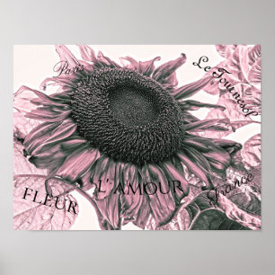 Giant Sunflower Blush Pink Script Art Poster