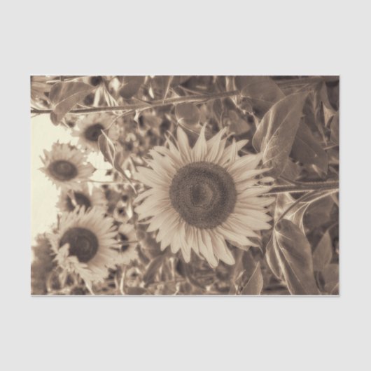 Giant Sunflower Field  Sepia Decoupage Tissuepapier (Voorkant)