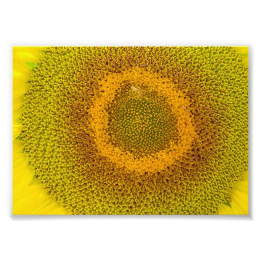 Giant Sunflower Foto Afdruk (Voorkant)