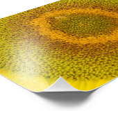 Giant Sunflower Foto Afdruk (Hoek)