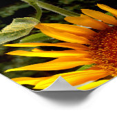 Giant Sunflower, geel bloespatroon Poster (Hoek)
