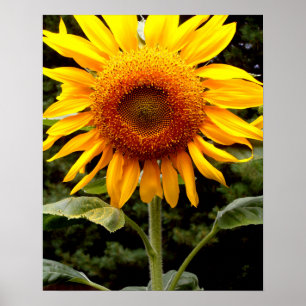 Giant Sunflower, gele bloem Poster