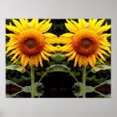 Giant Sunflower, gele bloem Poster (Voorkant)