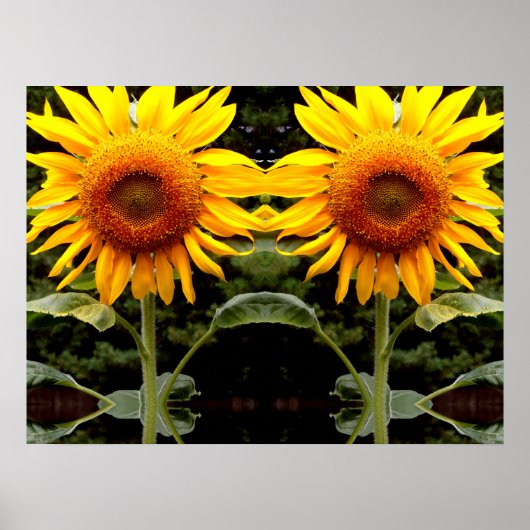 Giant Sunflower, gele bloem Poster (Voorkant)