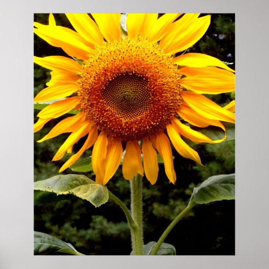 Giant Sunflower, gele bloem Poster (Voorkant)