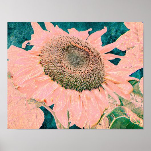 Giant Sunflower  Pink Green Country Art Poster (Voorkant)