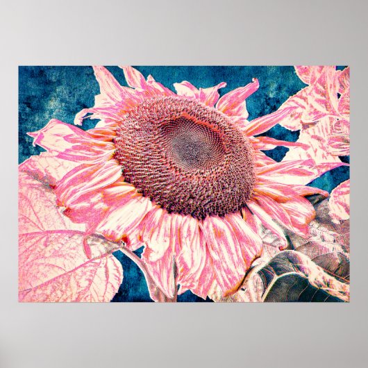 Giant Sunflower Roze Blauwgroen Blauwe Vintage Poster (Voorkant)