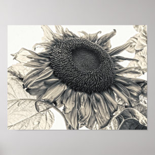 Giant Sunflower Sepia Botanical Art Poster