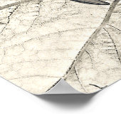 Giant Sunflower  Sepia Botanical Art Poster (Hoek)