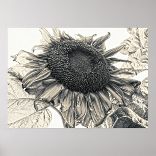 Giant Sunflower  Sepia Botanical Art Poster