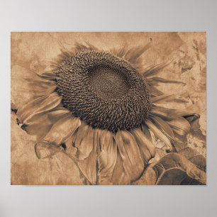 Giant Sunflower  Sepia Brown Floral Art Poster