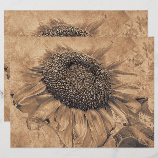 Giant Sunflower  Sepia Brown ontleepkunst (Voorkant / Achterkant)