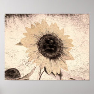 Giant  Sunflower Sepia Brown Yellow Texture Poster