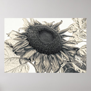 Giant Sunflower Sepia Summer Floral Poster