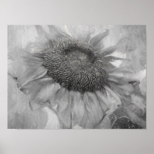 Giant Sunflower  Style Black en White Art Poster