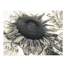 Giant Sunflower Vintage Sepia Decoupage Ephemera