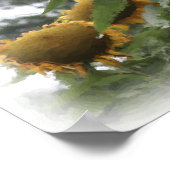 Giant Sunflowers Waterverf Fotoschilderij Poster (Hoek)