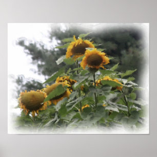 Giant Sunflowers Waterverf Fotoschilderij Poster
