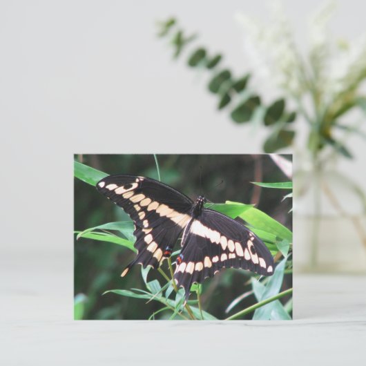 Giant Swallowtail Briefkaart (Staand voorkant)