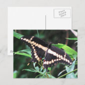 Giant Swallowtail Briefkaart (Voorkant / Achterkant)