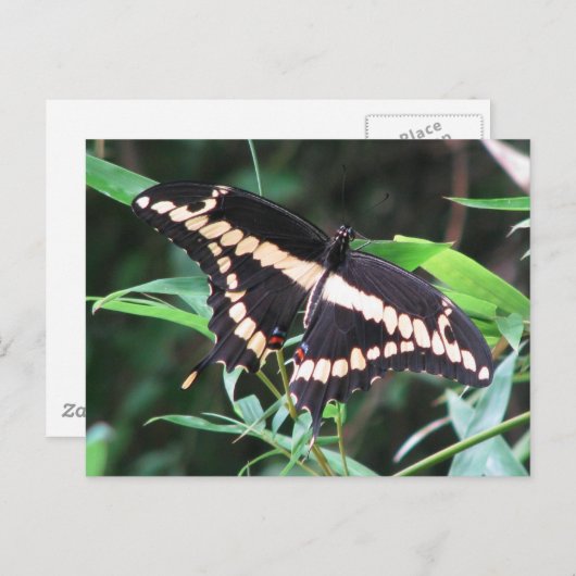 Giant Swallowtail Briefkaart (Voorkant / Achterkant)
