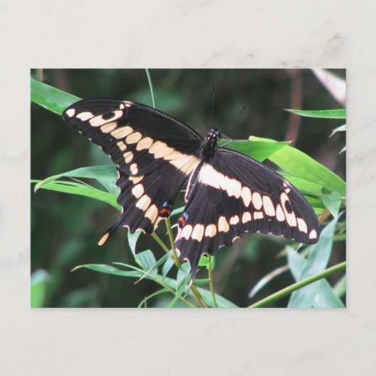Giant Swallowtail Briefkaart (Voorkant)