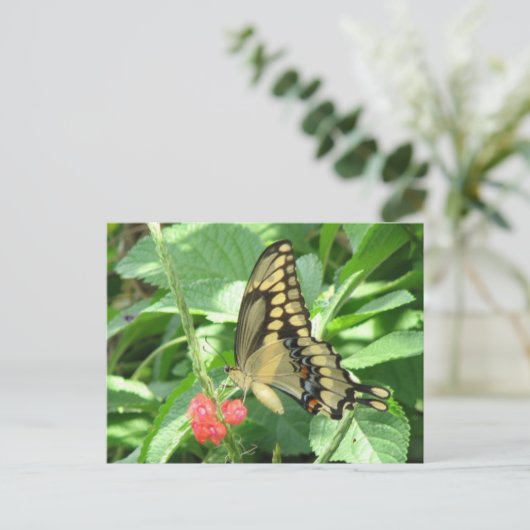 Giant Swallowtail Briefkaart (Staand voorkant)