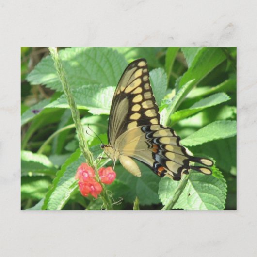 Giant Swallowtail Briefkaart (Voorkant)