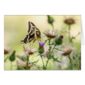 Giant Swallowtail Butterfly (Voorkant Horizontaal)