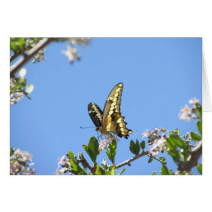 Giant Swallowtail Butterfly