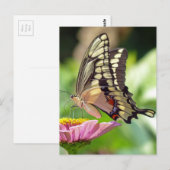 Giant Swallowtail Butterfly Briefkaart (Voorkant / Achterkant)