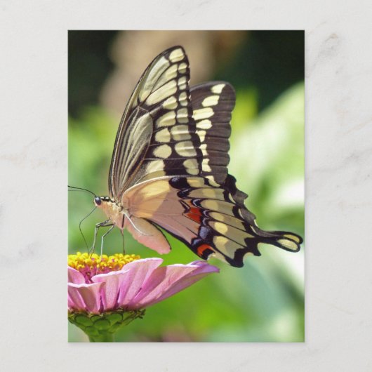 Giant Swallowtail Butterfly Briefkaart (Voorkant)