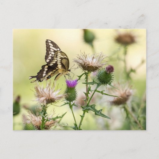 Giant Swallowtail Butterfly Briefkaart (Voorkant)