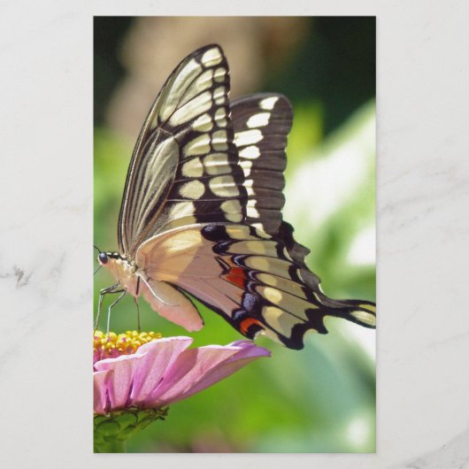 Giant Swallowtail Butterfly Briefpapier (Voorkant)