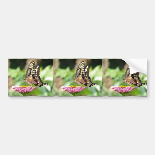 Giant Swallowtail Butterfly Bumpersticker (Voorkant)