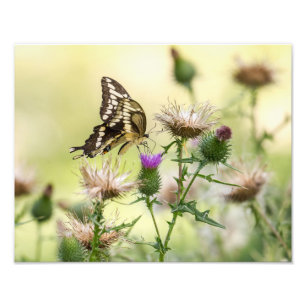 Giant Swallowtail Butterfly Foto Afdruk
