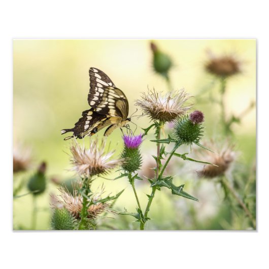 Giant Swallowtail Butterfly Foto Afdruk (Voorkant)