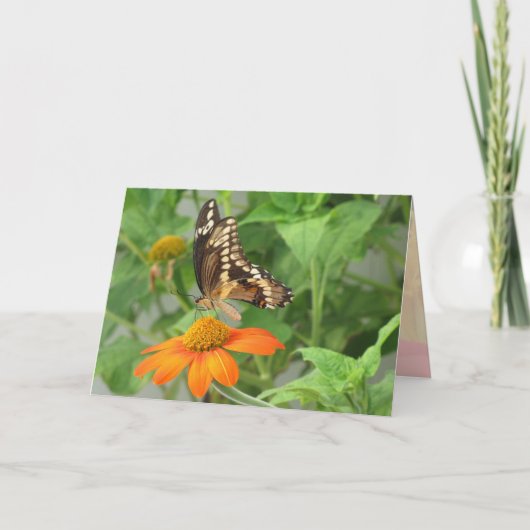 Giant Swallowtail Butterfly Kaart (Voorkant)