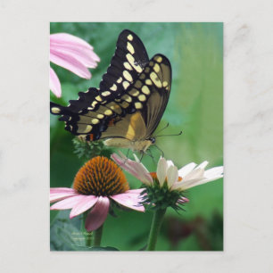 Giant Swallowtail Butterfly op Flowers Briefkaart