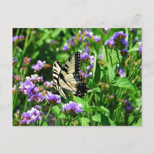 Giant Swallowtail Butterfly op Paarse Statice Briefkaart (Voorkant)