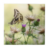 Giant Swallowtail Butterfly Tegeltje (Voorkant)