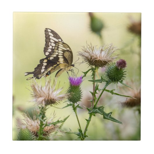 Giant Swallowtail Butterfly Tegeltje (Voorkant)